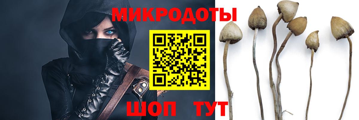 Павловский Посад  Псилоцибиновые грибы Psilocybe  Вход с VPN 